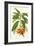 Tropical Rhododendron I-Horto Van Houtteano-Framed Premium Giclee Print