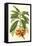 Tropical Rhododendron I-Horto Van Houtteano-Framed Stretched Canvas