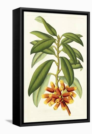 Tropical Rhododendron I-Horto Van Houtteano-Framed Stretched Canvas