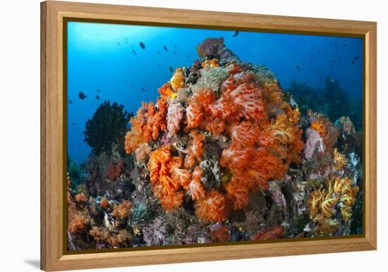 Tropical Sea Life-Matthew Oldfield-Framed Premier Image Canvas