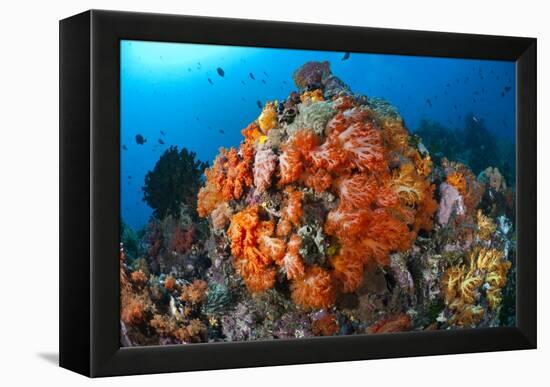 Tropical Sea Life-Matthew Oldfield-Framed Premier Image Canvas
