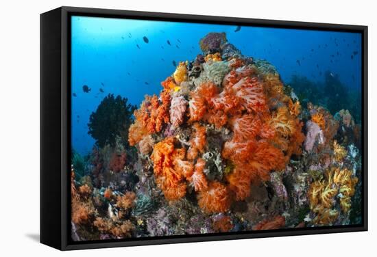 Tropical Sea Life-Matthew Oldfield-Framed Premier Image Canvas