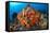 Tropical Sea Life-Matthew Oldfield-Framed Premier Image Canvas