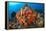 Tropical Sea Life-Matthew Oldfield-Framed Premier Image Canvas