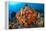 Tropical Sea Life-Matthew Oldfield-Framed Premier Image Canvas
