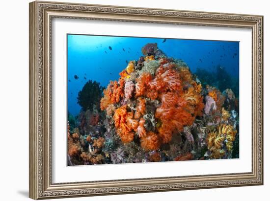 Tropical Sea Life-Matthew Oldfield-Framed Photographic Print