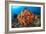 Tropical Sea Life-Matthew Oldfield-Framed Photographic Print