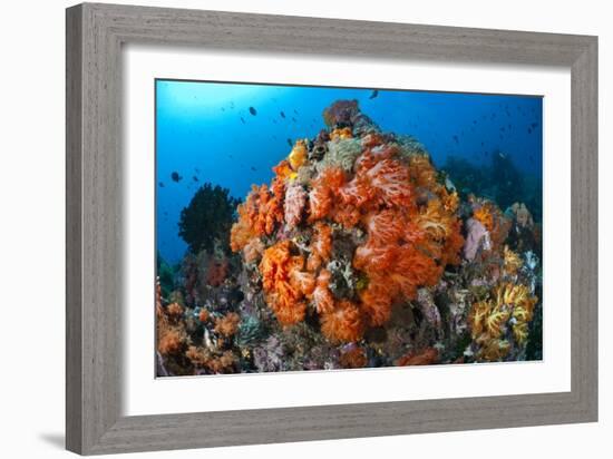 Tropical Sea Life-Matthew Oldfield-Framed Photographic Print