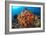 Tropical Sea Life-Matthew Oldfield-Framed Photographic Print