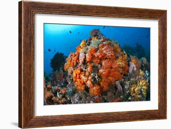 Tropical Sea Life-Matthew Oldfield-Framed Photographic Print