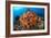 Tropical Sea Life-Matthew Oldfield-Framed Photographic Print