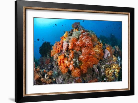 Tropical Sea Life-Matthew Oldfield-Framed Photographic Print