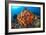 Tropical Sea Life-Matthew Oldfield-Framed Photographic Print