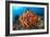 Tropical Sea Life-Matthew Oldfield-Framed Photographic Print