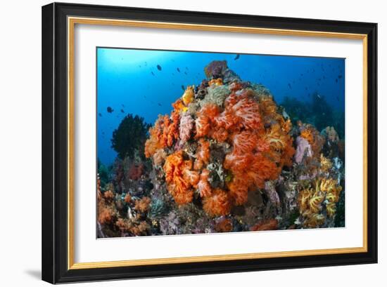 Tropical Sea Life-Matthew Oldfield-Framed Photographic Print