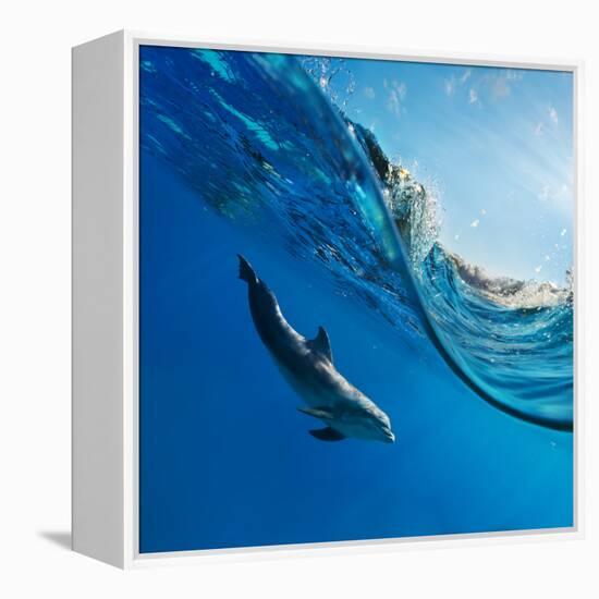 Tropical Seascape with Water Waved Surface and Dolphin Swimming Underwater-Willyam Bradberry-Framed Stretched Canvas