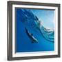 Tropical Seascape with Water Waved Surface and Dolphin Swimming Underwater-Willyam Bradberry-Framed Photographic Print
