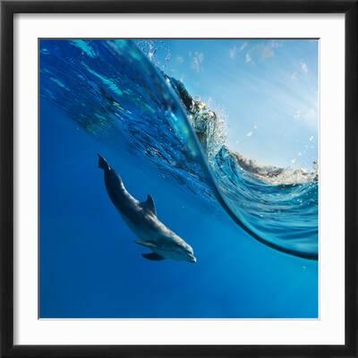 Dolphins Underwater With Tropical Fishes - Paint By Number