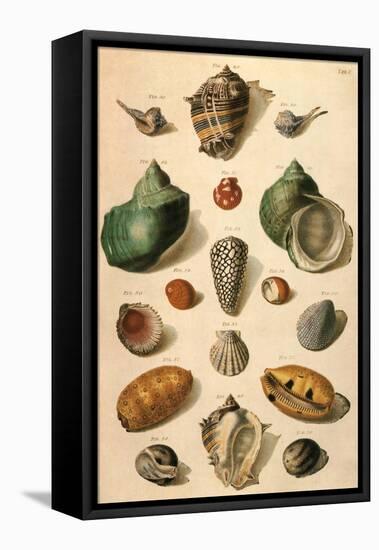 Tropical Seashells-Franz Michael Regenfus Regenfuss-Framed Premier Image Canvas