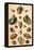 Tropical Seashells-Franz Michael Regenfus Regenfuss-Framed Premier Image Canvas