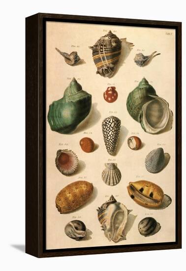 Tropical Seashells-Franz Michael Regenfus Regenfuss-Framed Premier Image Canvas