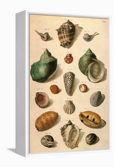 Tropical Seashells-Franz Michael Regenfus Regenfuss-Framed Premier Image Canvas