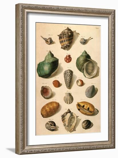 Tropical Seashells-Franz Michael Regenfus Regenfuss-Framed Giclee Print