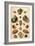 Tropical Seashells-Franz Michael Regenfus Regenfuss-Framed Giclee Print