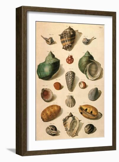 Tropical Seashells-Franz Michael Regenfus Regenfuss-Framed Giclee Print