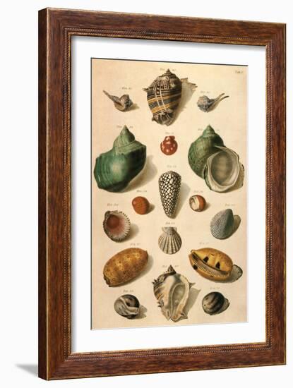 Tropical Seashells-Franz Michael Regenfus Regenfuss-Framed Giclee Print