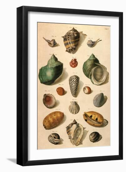 Tropical Seashells-Franz Michael Regenfus Regenfuss-Framed Giclee Print