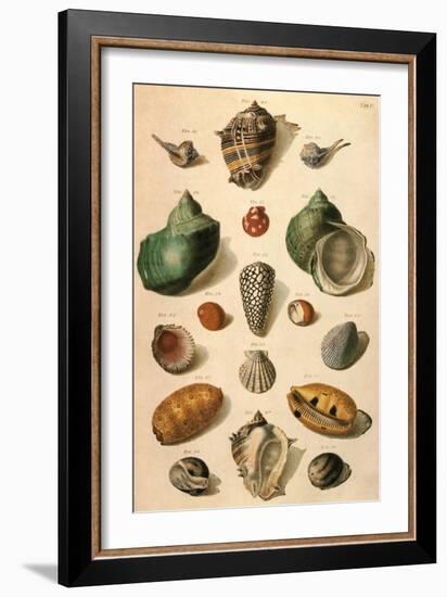 Tropical Seashells-Franz Michael Regenfus Regenfuss-Framed Giclee Print