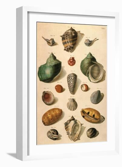 Tropical Seashells-Franz Michael Regenfus Regenfuss-Framed Giclee Print