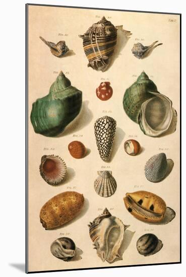 Tropical Seashells-Franz Michael Regenfus Regenfuss-Mounted Giclee Print