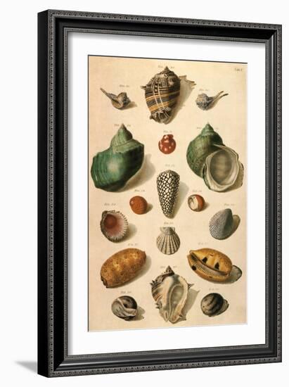 Tropical Seashells-Franz Michael Regenfus Regenfuss-Framed Giclee Print