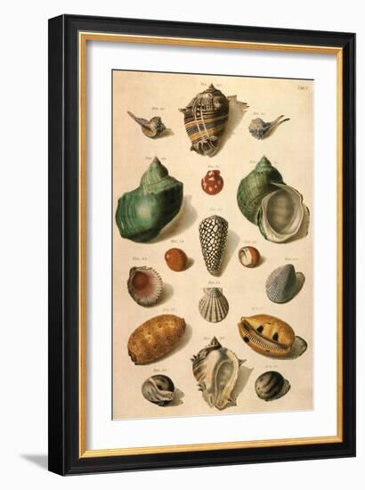 Tropical Seashells-Franz Michael Regenfus Regenfuss-Framed Giclee Print