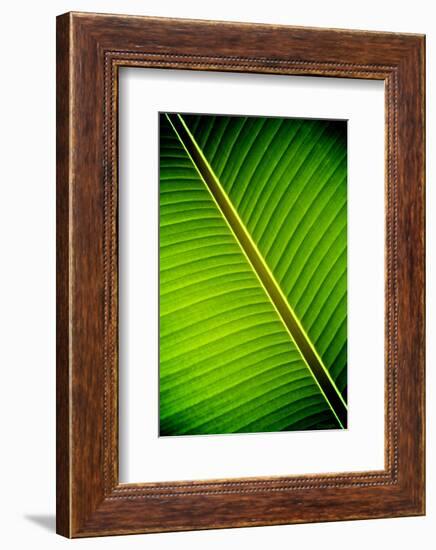 Tropical Shade-Doug Nelson-Framed Art Print