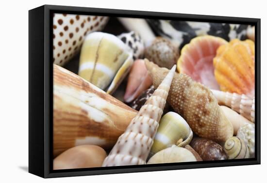 Tropical shell still-life-Savanah Plank-Framed Premier Image Canvas