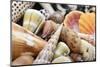 Tropical shell still-life-Savanah Plank-Mounted Photographic Print