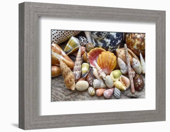 Tropical shell still-life-Savanah Plank-Framed Photographic Print