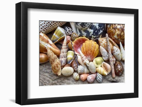 Tropical shell still-life-Savanah Plank-Framed Photographic Print