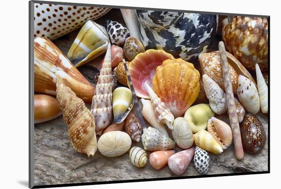 Tropical shell still-life-Savanah Plank-Mounted Photographic Print