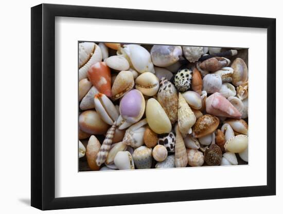 Tropical shell still-life-Savanah Plank-Framed Photographic Print