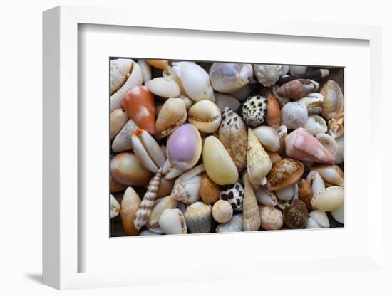 Tropical shell still-life-Savanah Plank-Framed Photographic Print