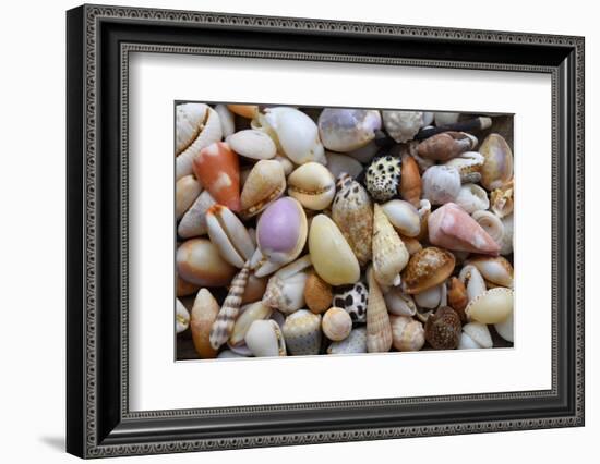 Tropical shell still-life-Savanah Plank-Framed Photographic Print