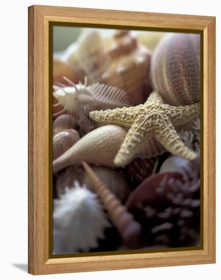 Tropical Shells-Michele Westmorland-Framed Premier Image Canvas