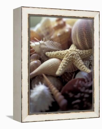 Tropical Shells-Michele Westmorland-Framed Premier Image Canvas