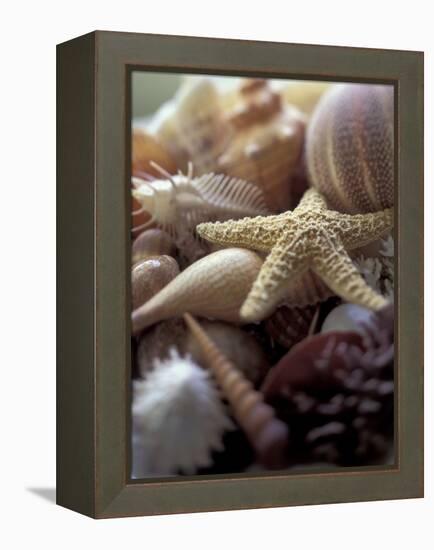 Tropical Shells-Michele Westmorland-Framed Premier Image Canvas