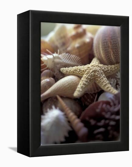 Tropical Shells-Michele Westmorland-Framed Premier Image Canvas