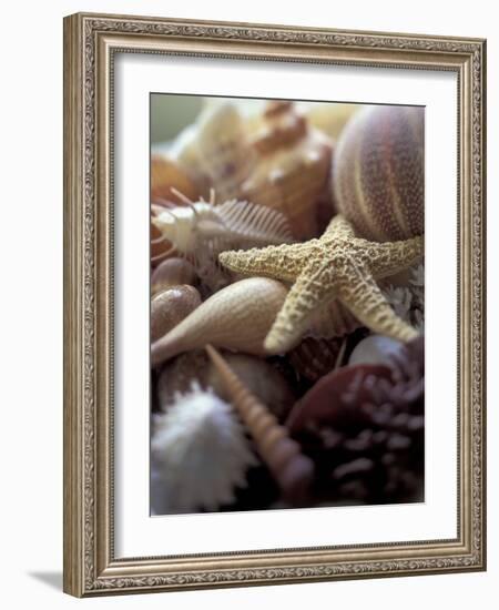 Tropical Shells-Michele Westmorland-Framed Photographic Print